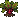Beet: near-mature