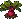 Beet: mature