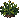 Chrysanthemum: near-mature