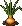 Onion: mature