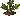 Parsnip: juvenile