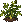 Parsnip: near-mature