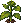 Sunflower: near-mature
