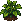Tomato: near-mature