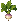 Turnip: near-mature