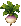 Turnip: mature